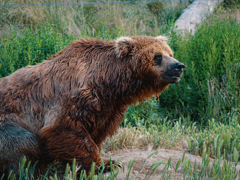 Populația de urși este manipulată statistic